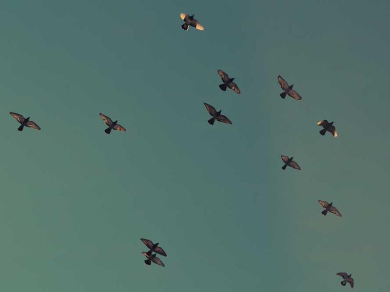 Don yig'im-terim mavsumi boshlandi